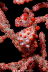 Tiny Pygmy Seahorse. I never seem to stop beeing amazed o... by Henrik Gram Rasmussen 